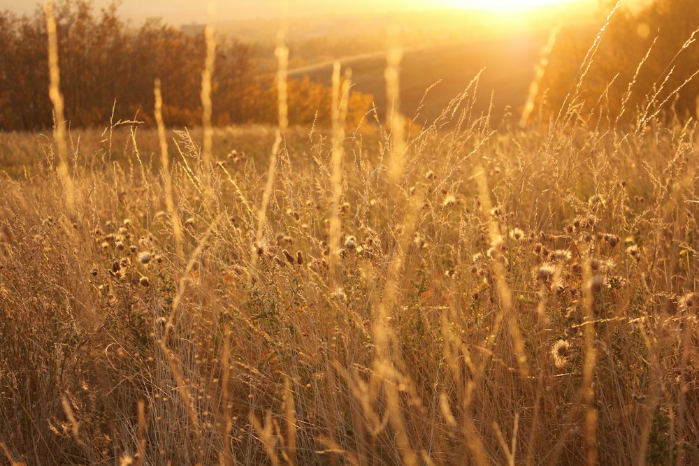 Prairie grass at sunset in southern Alberta